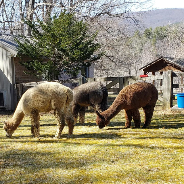 Teaberry Alpaca Farms
