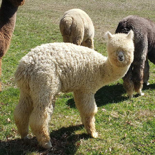 Teaberry Alpaca Farms