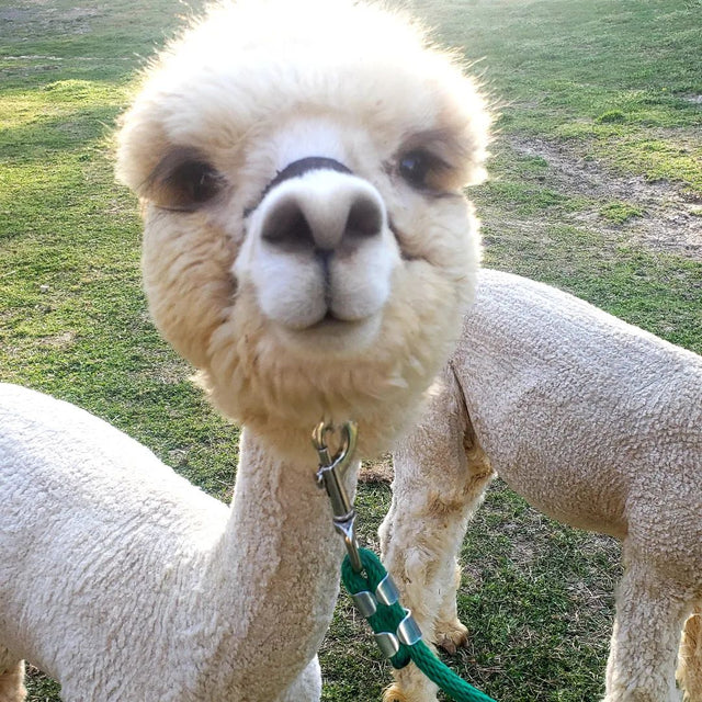 Teaberry Alpaca Farms