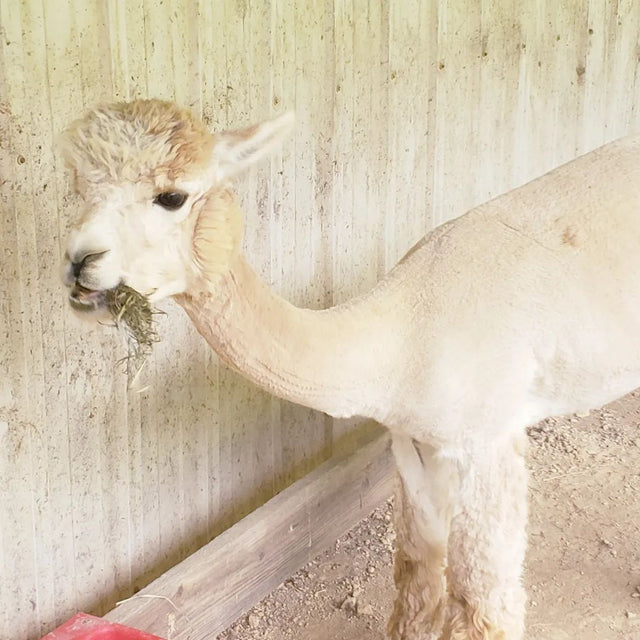 Teaberry Alpaca Farms