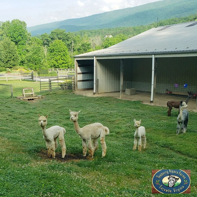 Teaberry Alpaca Farms