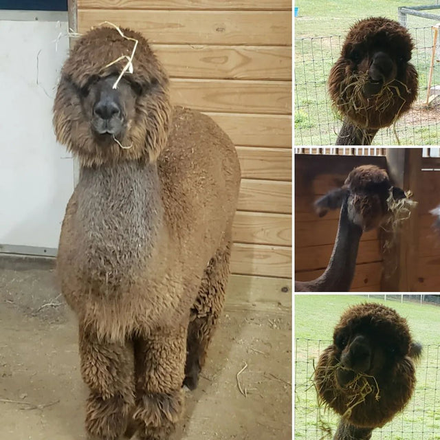 Teaberry Alpaca Farms