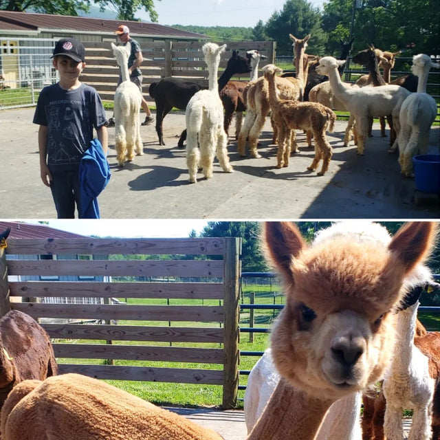 Teaberry Alpaca Farms