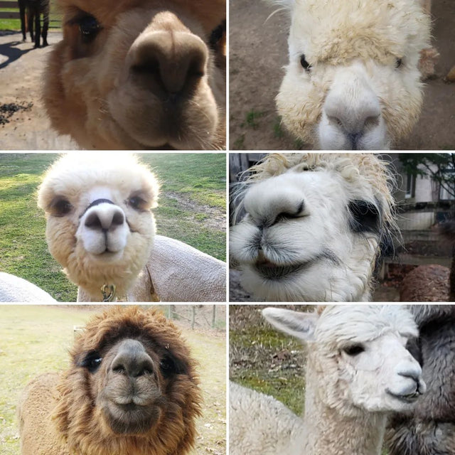 Teaberry Alpaca Farms