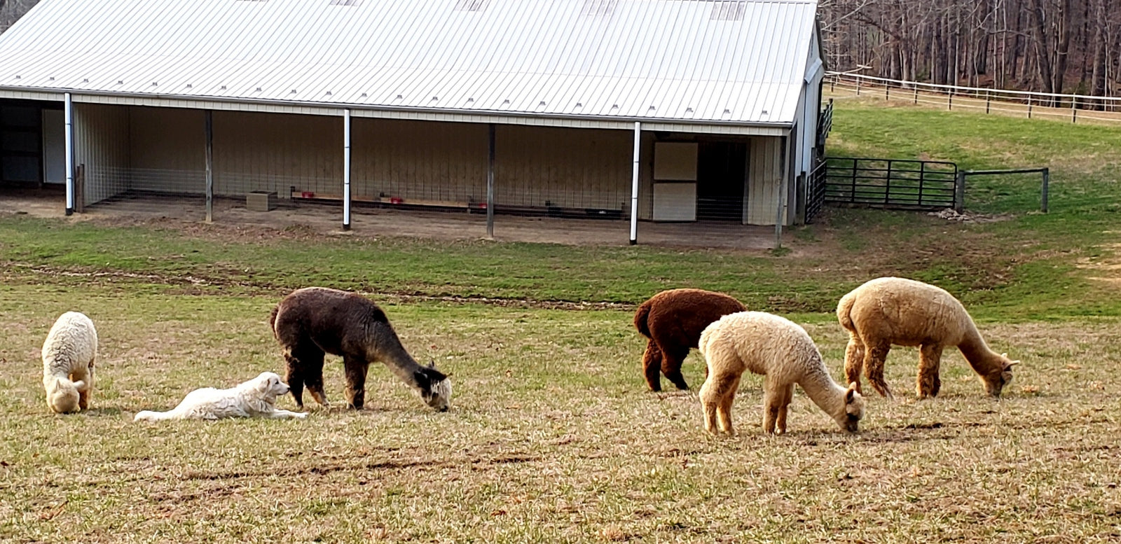 Teaberry Alpaca Farms