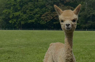 Teaberry Alpaca Farms