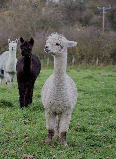 Teaberry Alpaca Farms