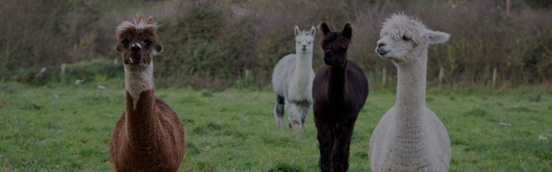 Teaberry Alpaca Farms