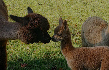 Teaberry Alpaca Farms