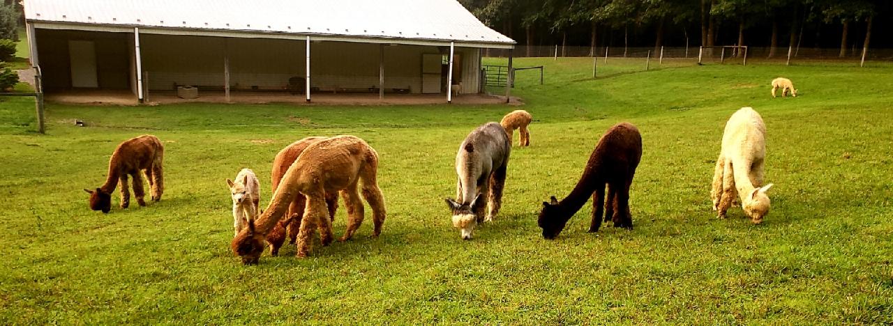 Teaberry Alpaca Farms
