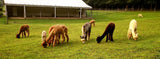 Farm to Yarn Tour