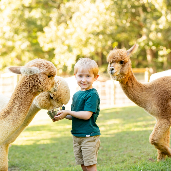 Teaberry Alpaca Farms