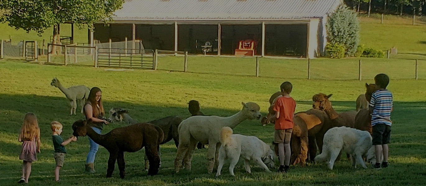 Teaberry Alpaca Farms