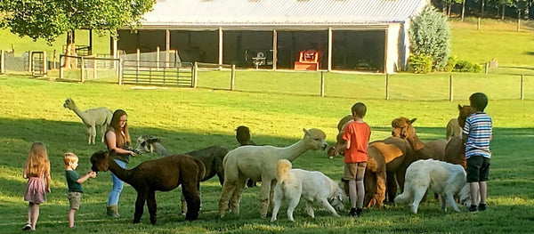 Farm Tour – Teaberry Alpaca Farms
