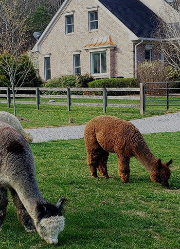 Teaberry Alpaca Farms