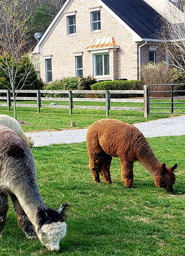Teaberry Alpaca Farms