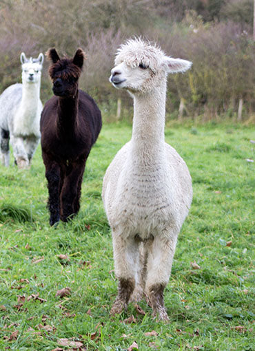 Teaberry Alpaca Farms