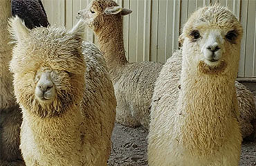 Teaberry Alpaca Farms